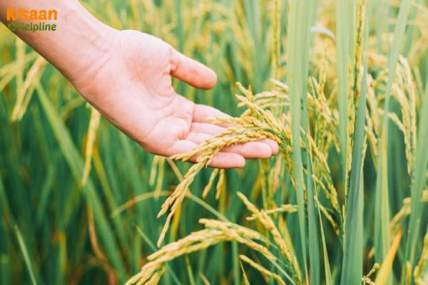 आइये जानते है खरीफ, रबी और जायद की फसलों और मौसम के बारे में 